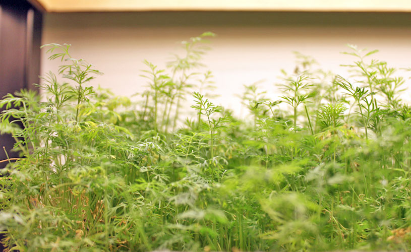 chefs-table-by-stephan-zoisl-tras-street-forest-of-herbs