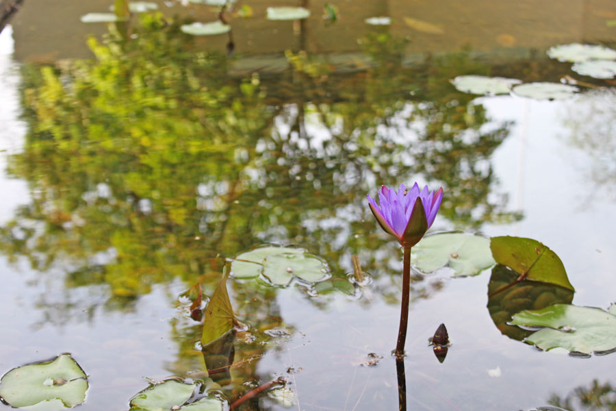 hotels-in-phuket-sala-phuket-mai-khao-beach-lotus