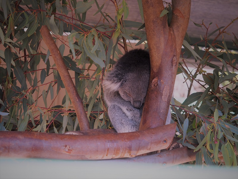 want-an-adventure-in-cavershem-wildlife-park-perth-get-it-now-with-explore-tours-perth-cavershem-wildfire-park-2.jpg